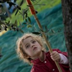 child picks olives