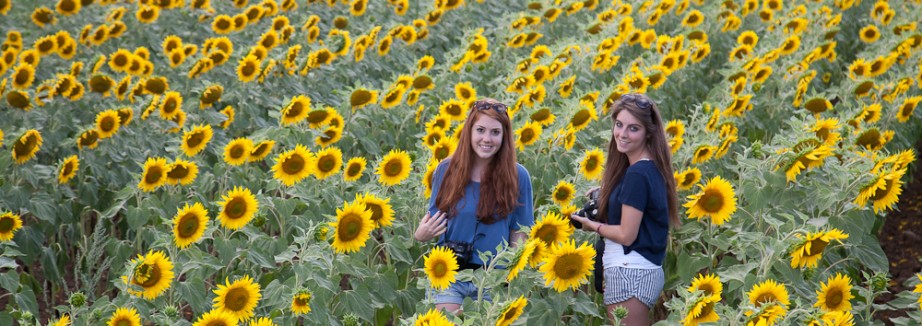 sunflower field