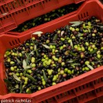 fresh picked olives 