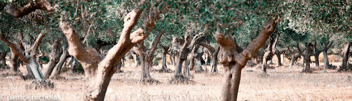 olive grove Tuscany