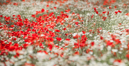 Poppies field