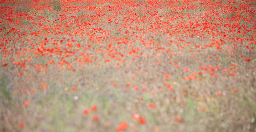Poppies field in umbria