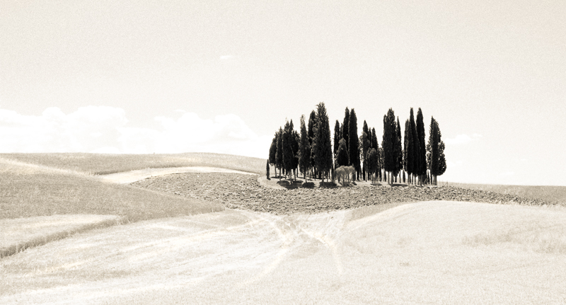 cypress, Val d'Orcia