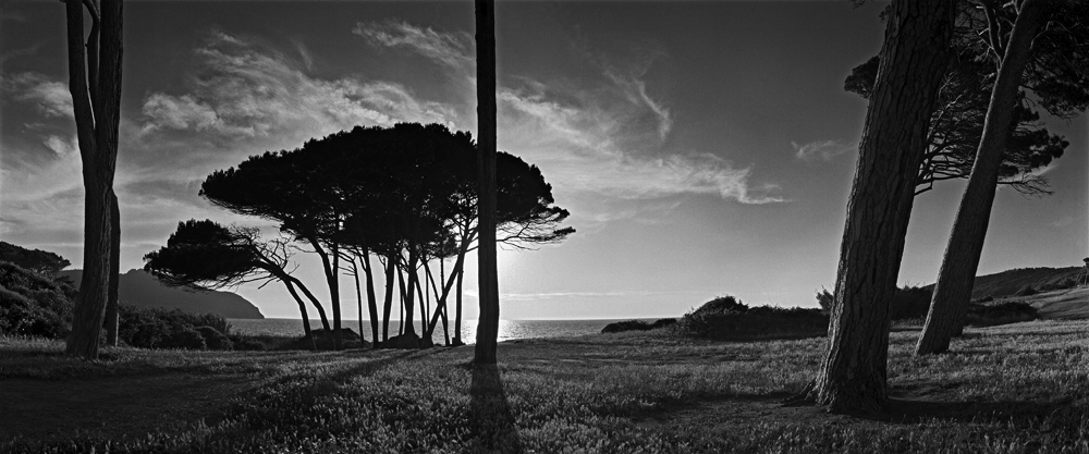 stone pines, Tuscany