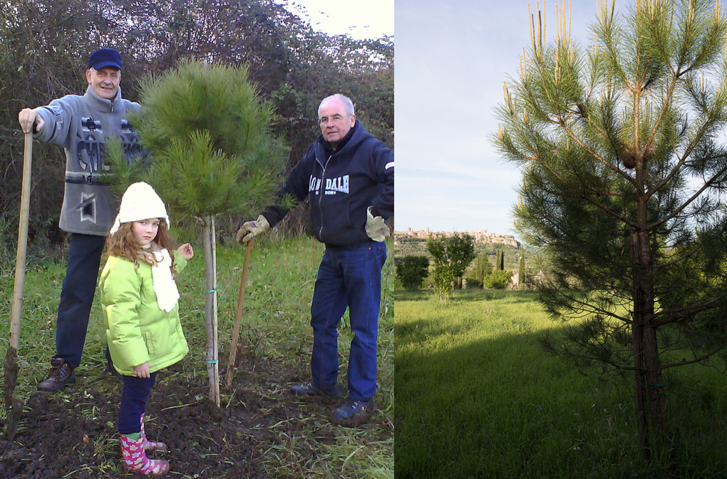 pine_planting comp_Orvieto.Tamburino.PatrickNicholas-00274