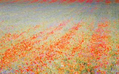 Castelluccio_Norcia.wild_flowers.PatrickNicholas.-0960