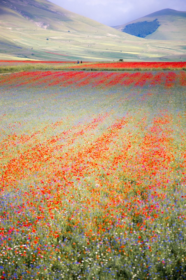 Castelluccio_Norcia.wild_flowers.PatrickNicholas.-0960