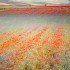 Castelluccio_Norcia.wild_flowers.PatrickNicholas.-0960